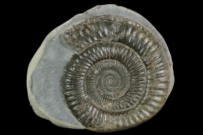 Ammonite (Dactylioceras) Fossil - England #127496